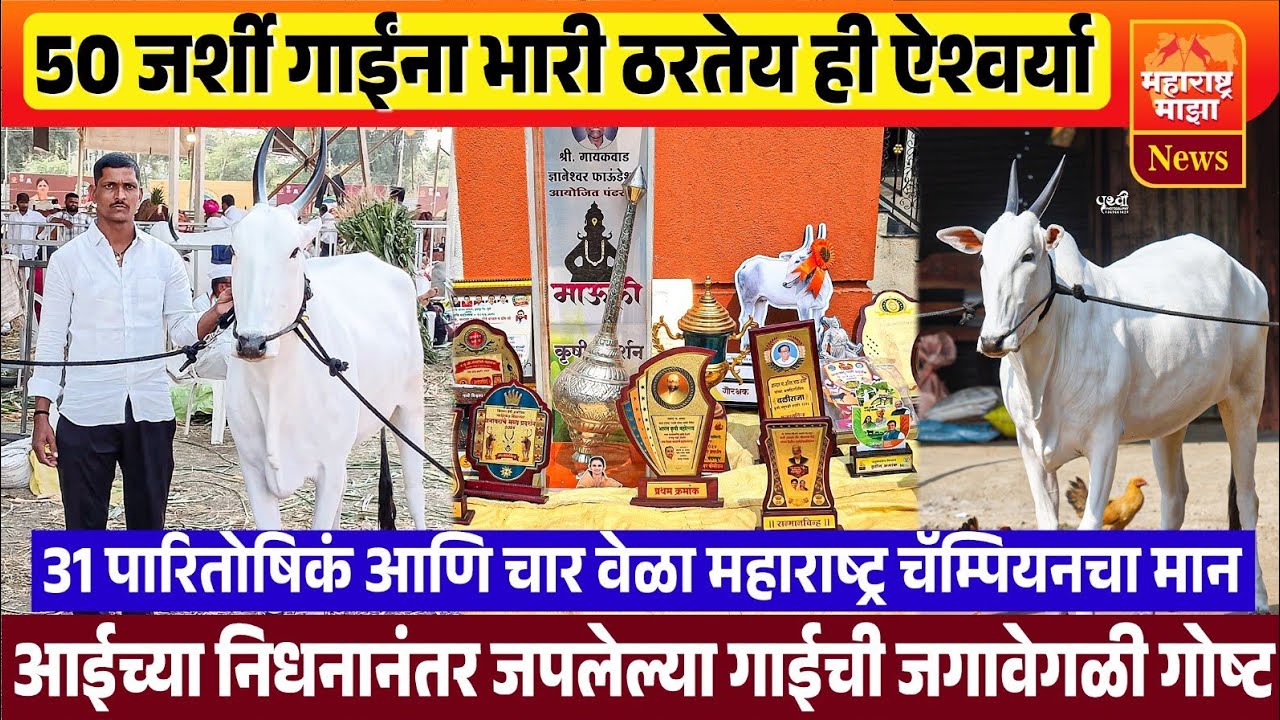 ♦️देशी खिल्लार गाईनं केलं लखपती | महाराष्ट्रभर गाजलेल्या ऐश्वर्याच्या मालकाची दिलखुलास मुलाखत..