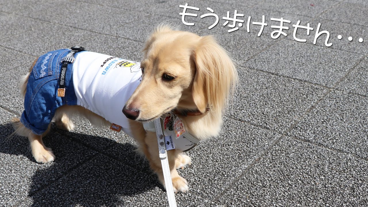 散歩で強制的にダイエットさせられる犬-ミニチュアダックスフンドのかわいい日常 #4
