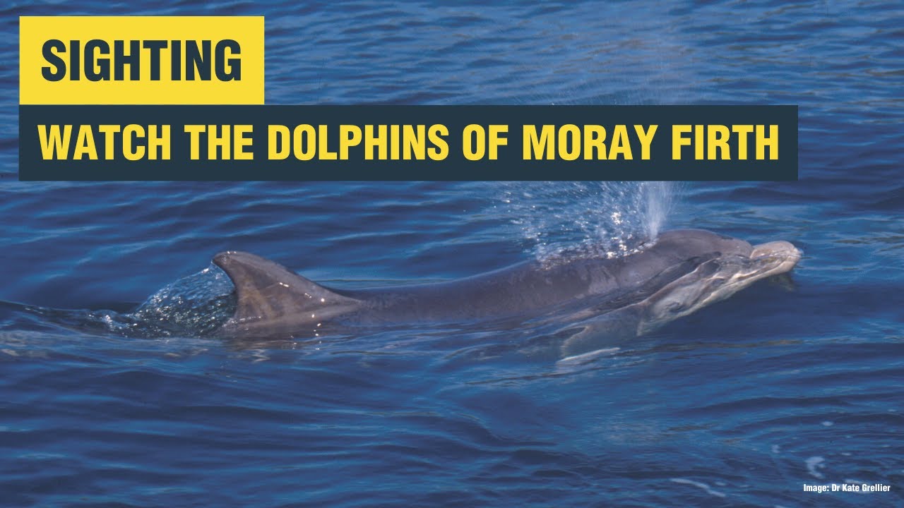 Bottlenose dolphins in the Moray Firth | Whale and Dolphin Conservation