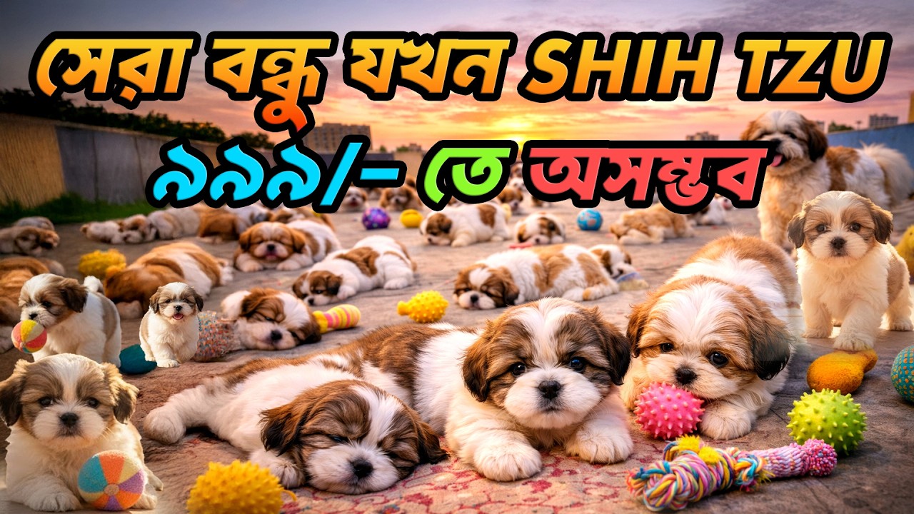 BUNCH OF HAPPINESS | A DAY WITH MY SHIH TZU | PURE JOY | CONTACT: 7017308231
