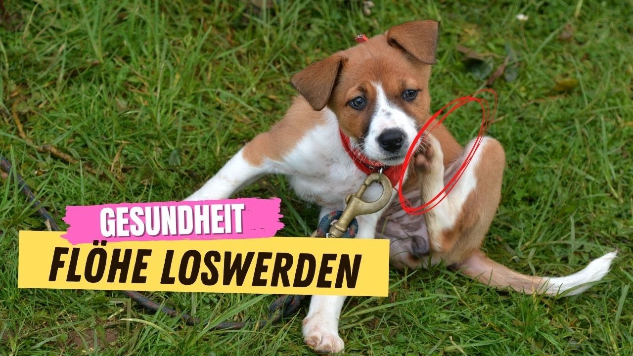 SO wirst du Hundeflöhe SCHNELL los! ✅