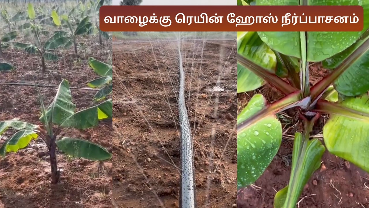 வாழைக்கு ரெயின் ஹோஸ் நீர்ப்பாசனம் | Rain hose irrigation for banana