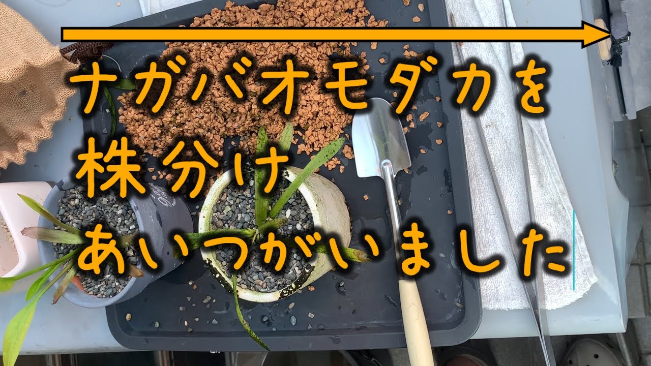 ナガバオモダカの株分け