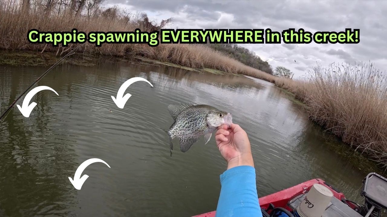 В этом ручье буквально повсюду нерестились окуни!