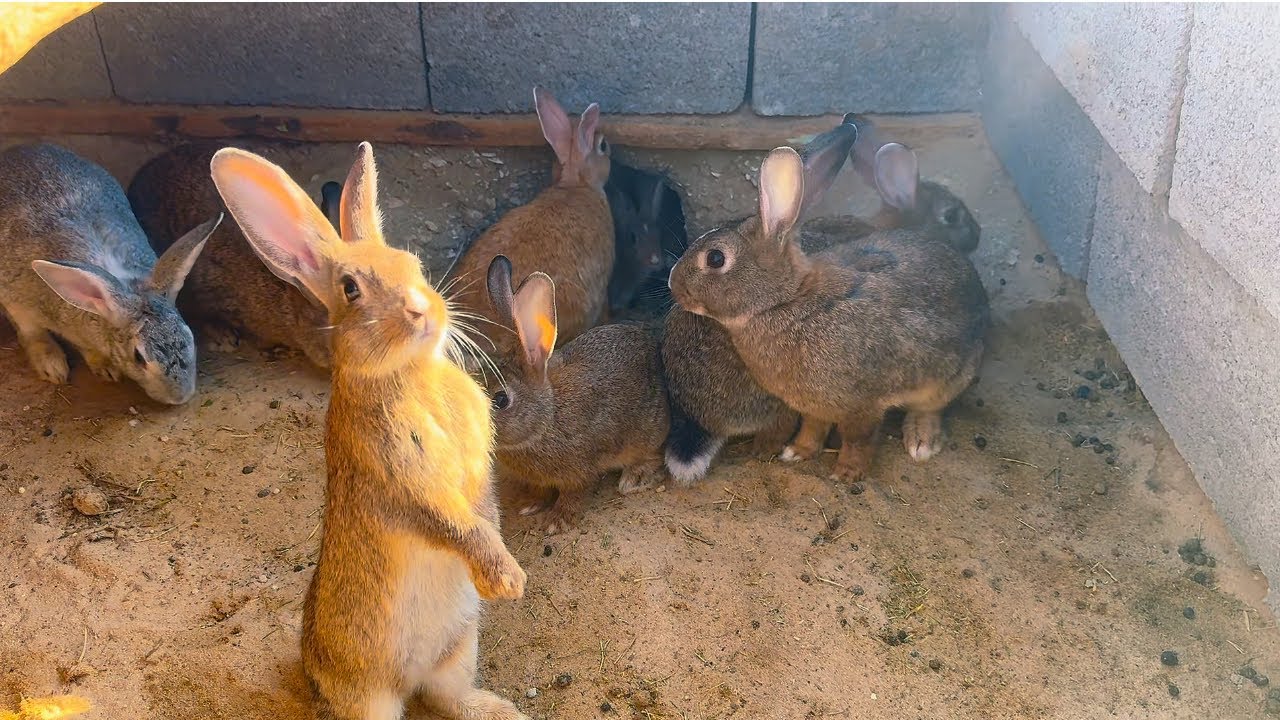 الارانب نقصت منها نخاف من الامراض بالصيف 🥹🐇