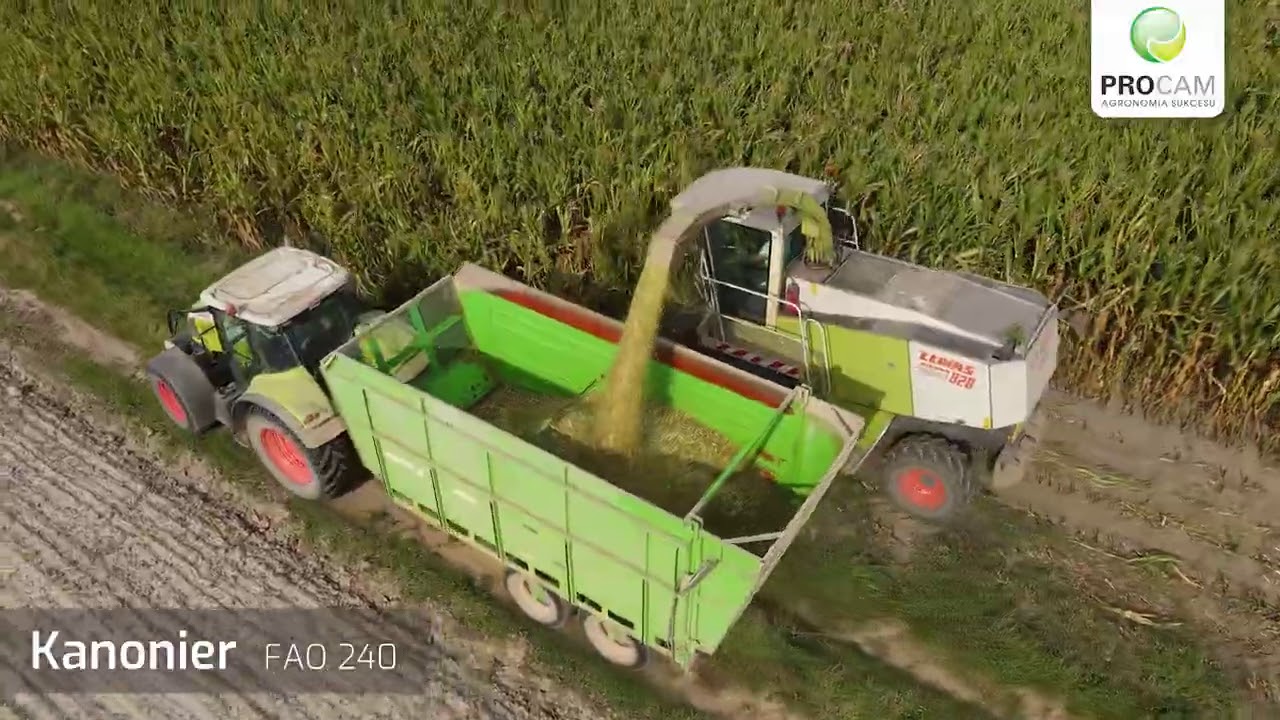 Zbiór kukurydzy 2020 na kiszonkę - odmiany PROCAM