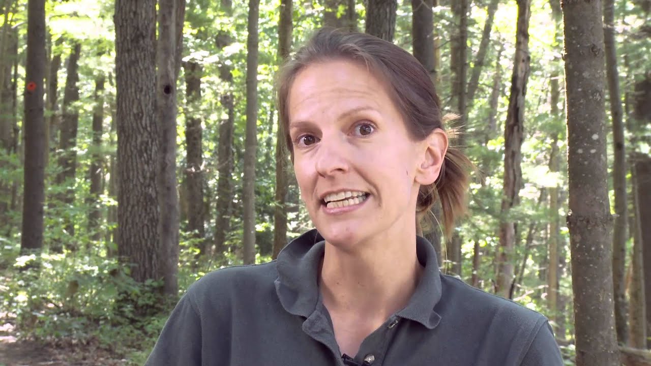 Eastern (Red-Spotted) Newt