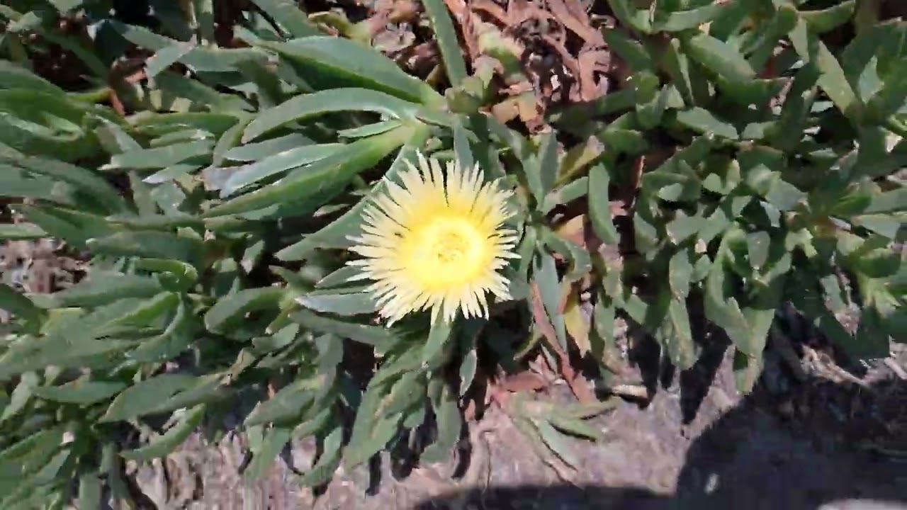 Una flor amarilla 