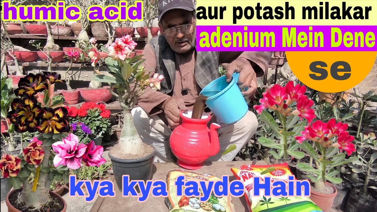 Humic acid aur potash milakar adenium mein dene se kya kya fayde hain