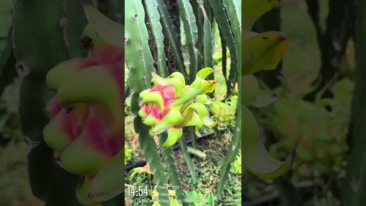 Tổng hợp giá thanh long cuối ngày.Mời bà con xem ngay sau đây.