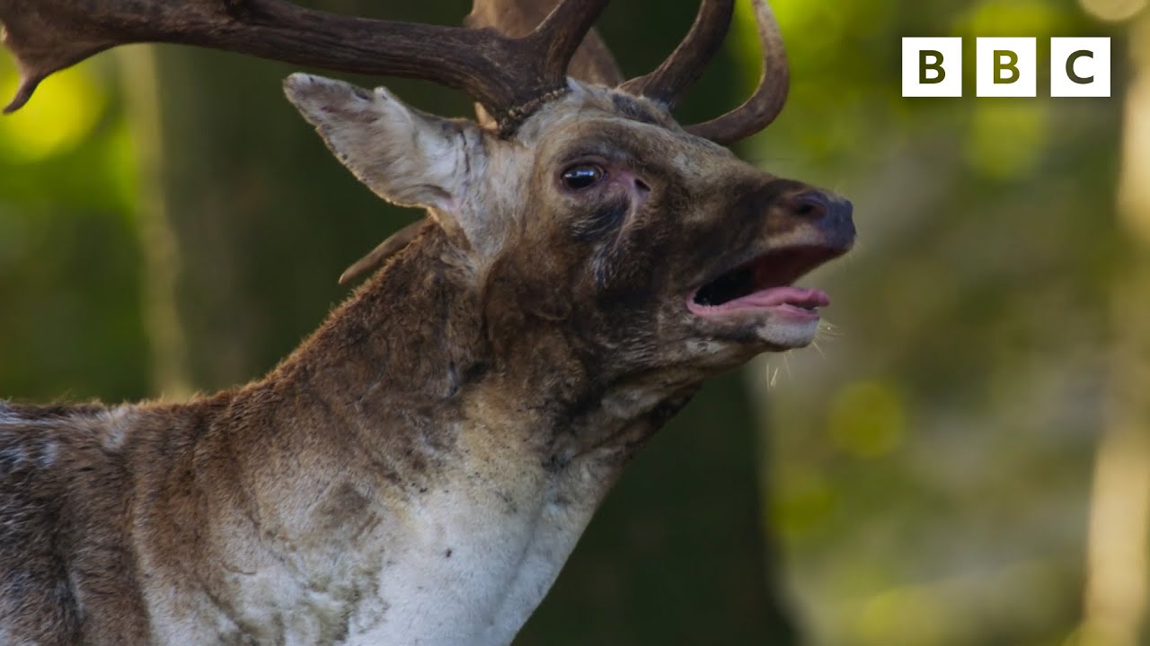 BOISTEROUS bucks fighting 😤🦌 | Wild Isles - BBC