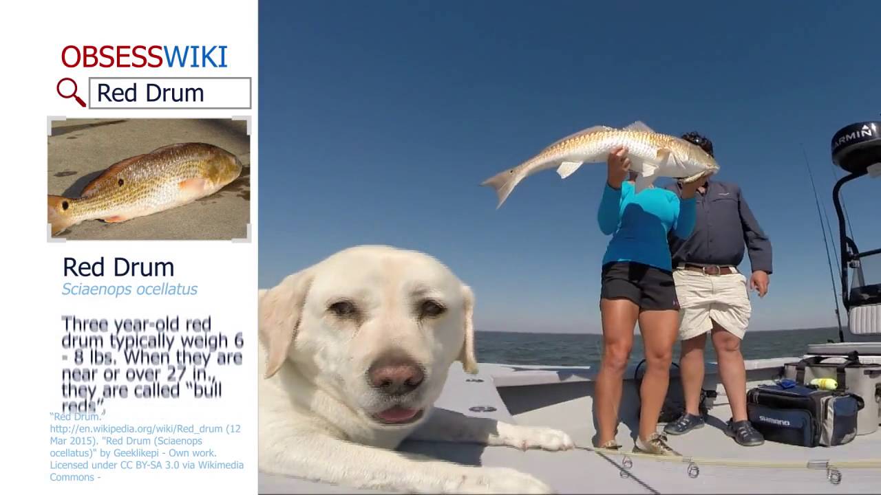 Season 2 Episode 7 | Louisiana Redfish with Moe Newman | 207