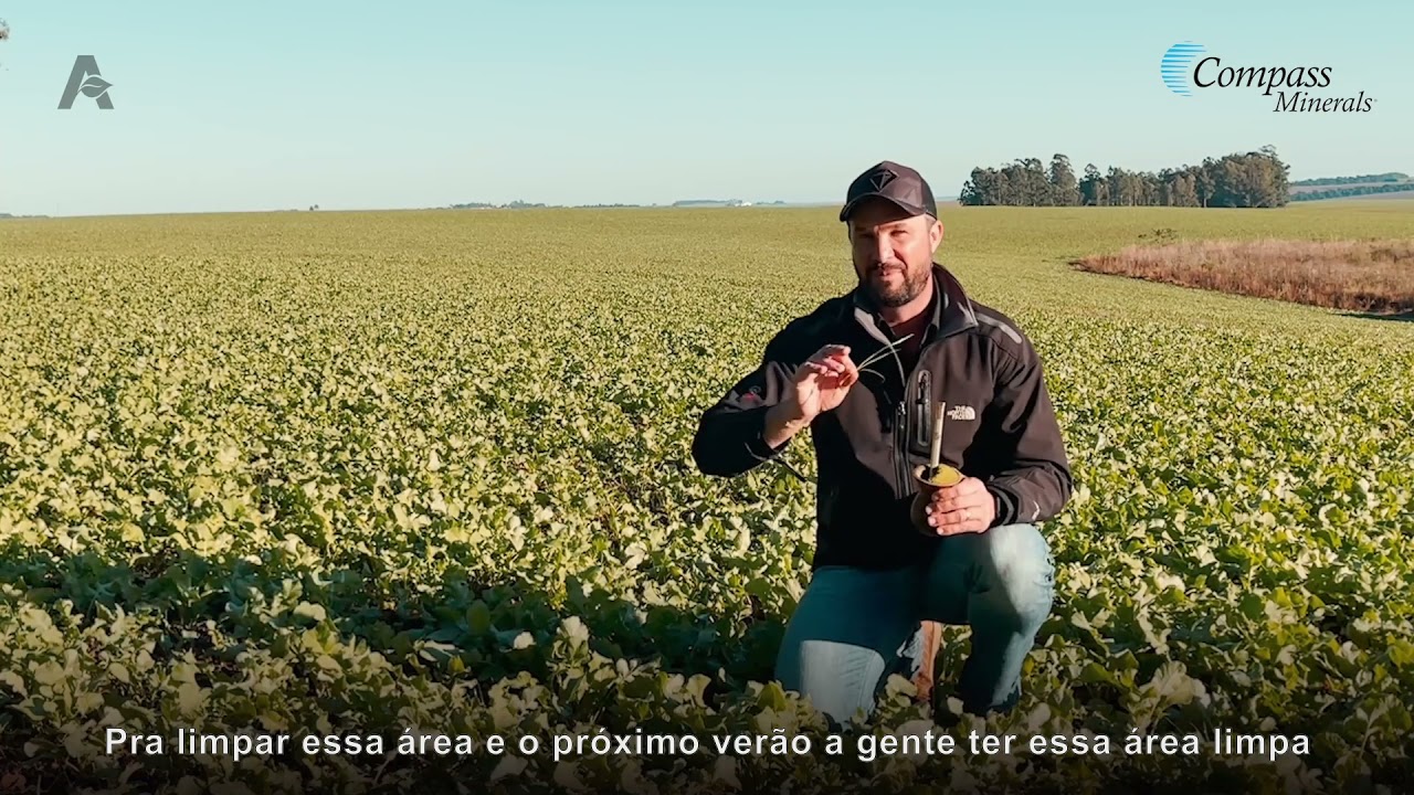 O Manejo das Invasoras pós Colheita da Soja