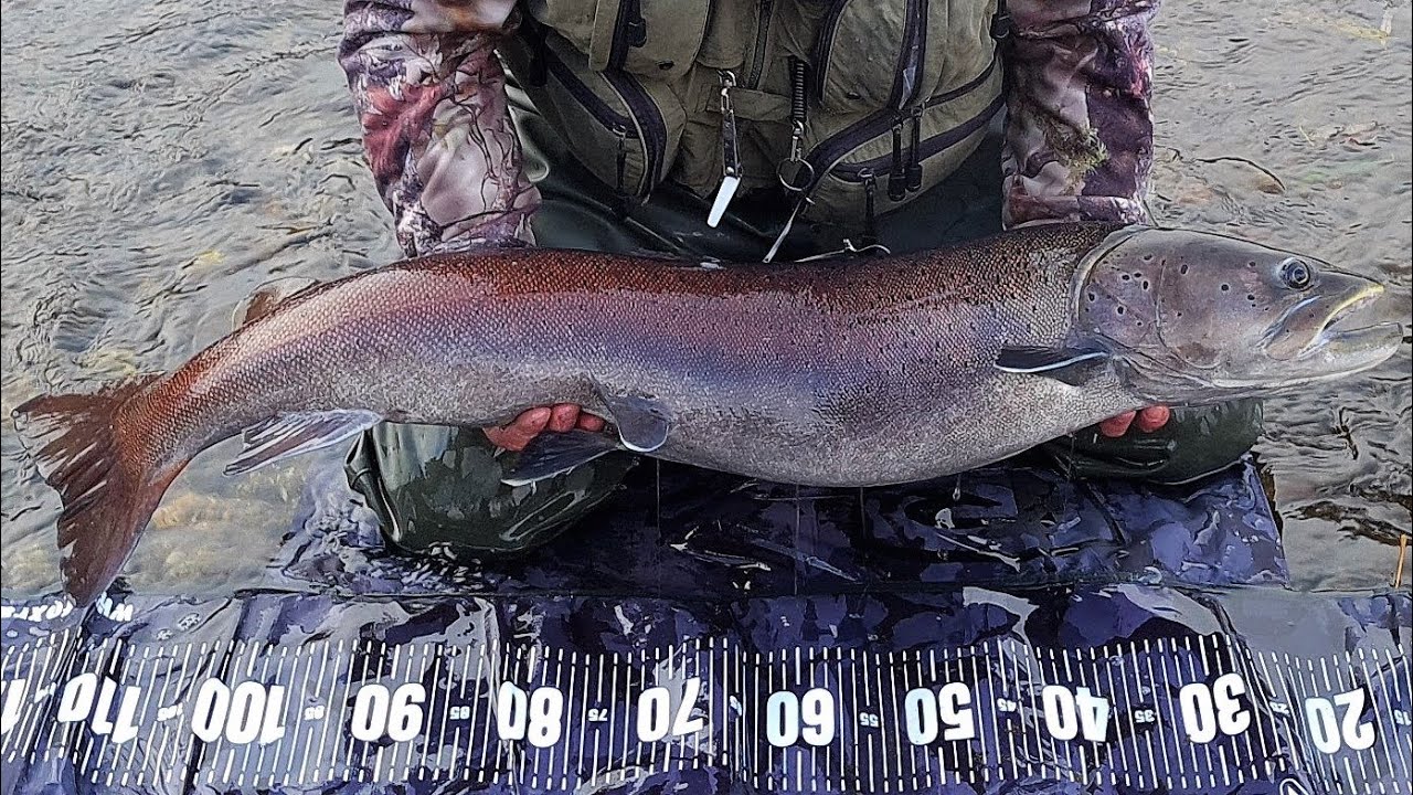 Hlavátky 2021 (Hucho hucho 2021, Danube salmon 2021)