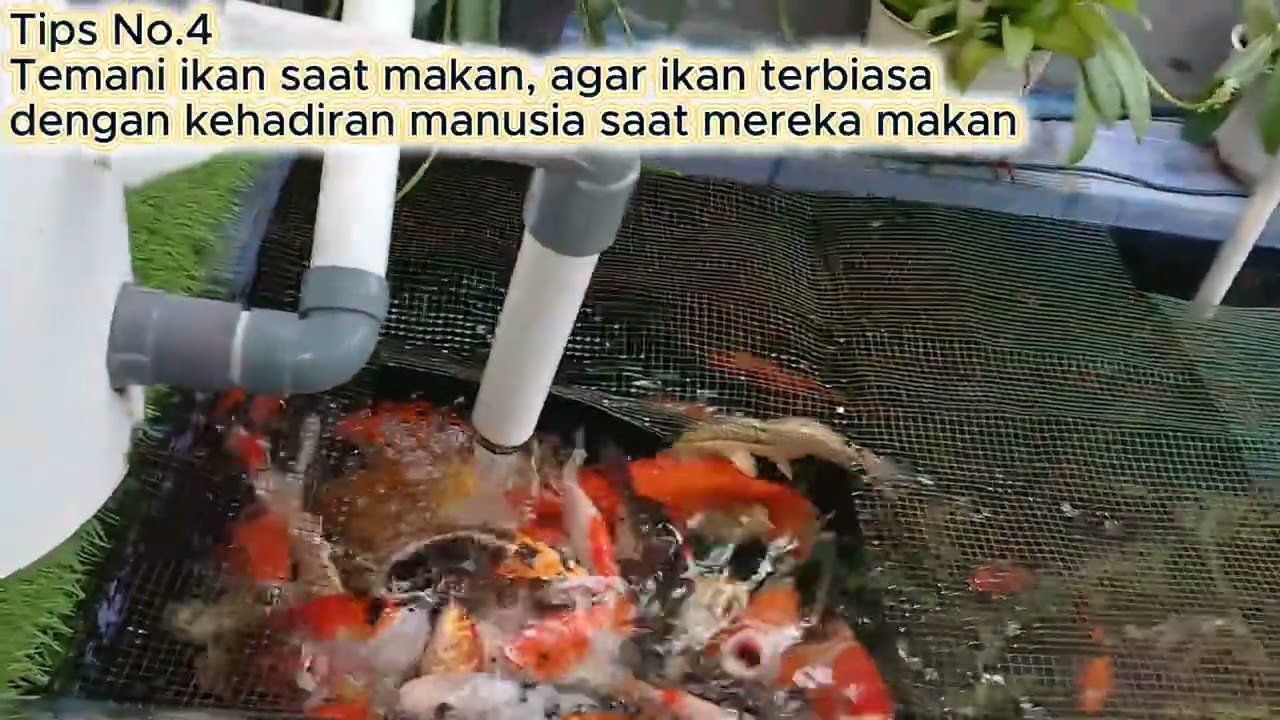 7 Tips Menjinakan Ikan Koi