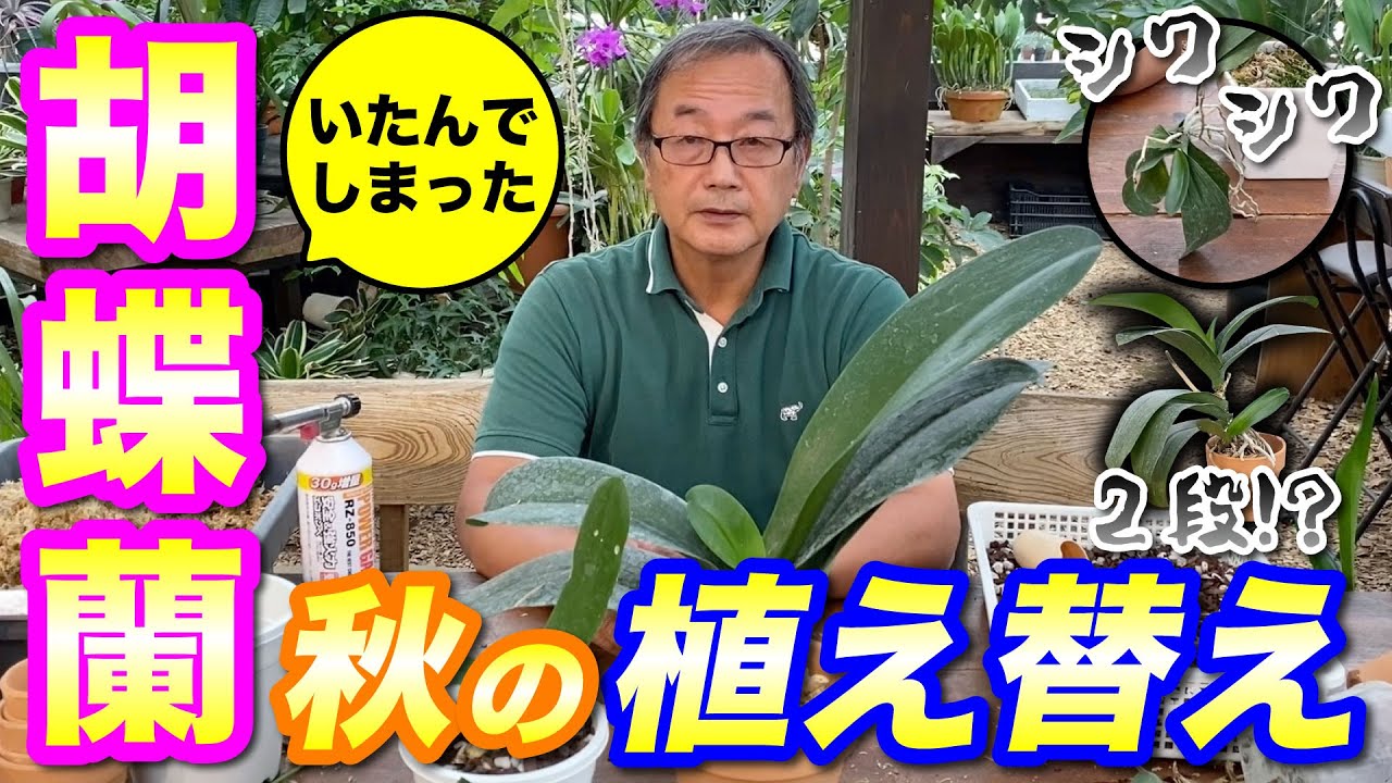 【洋蘭】秋のコチョウラン の植え替え講座。傷んでしまった胡蝶蘭を回復させる方法とは