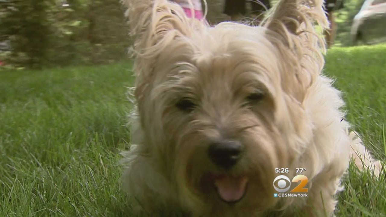 Dramatic Dog Rescue Caught On Camera