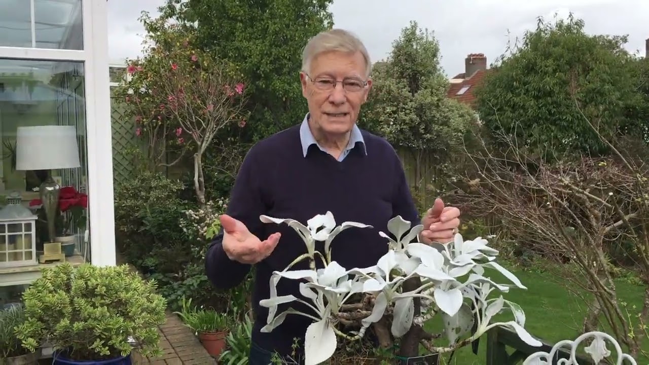 # Senecio Angel Wings Growing my way