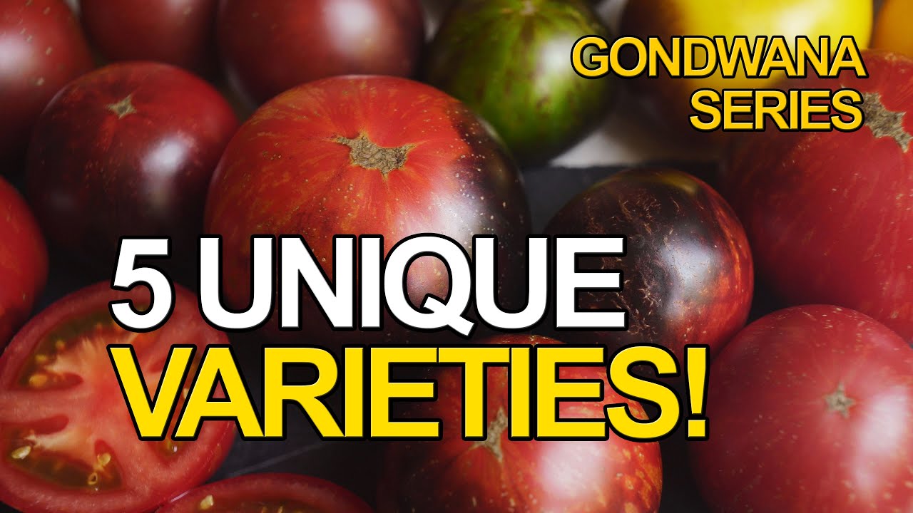 5 UNIQUE TOMATO VARIETIES!