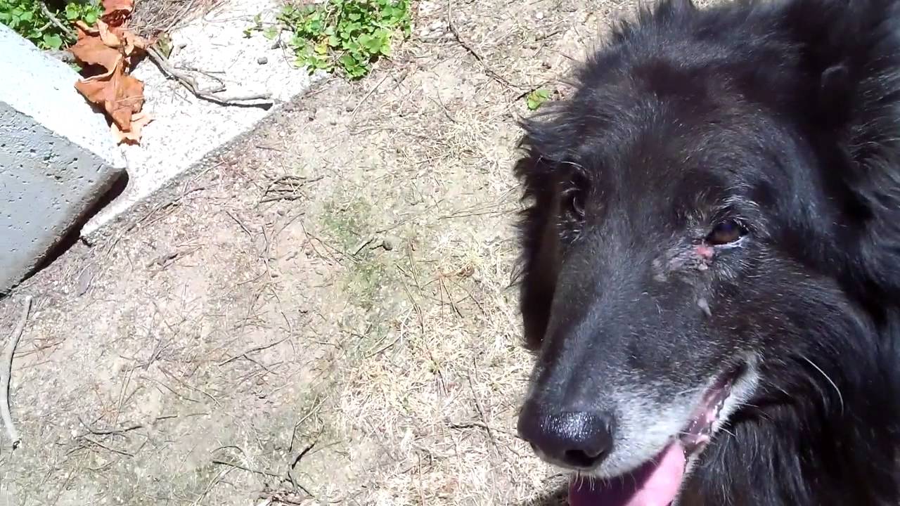 R I P khéops my old friend