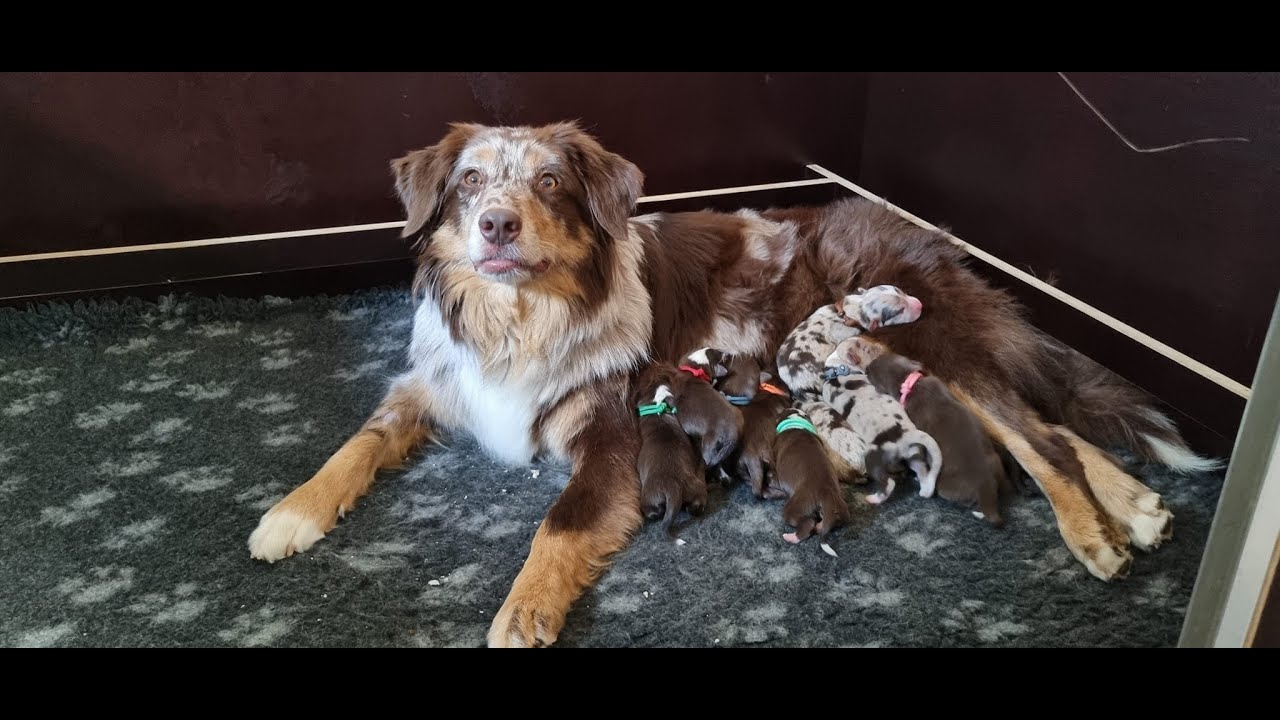 Puppy Vlog 4 de bevalling van Tess