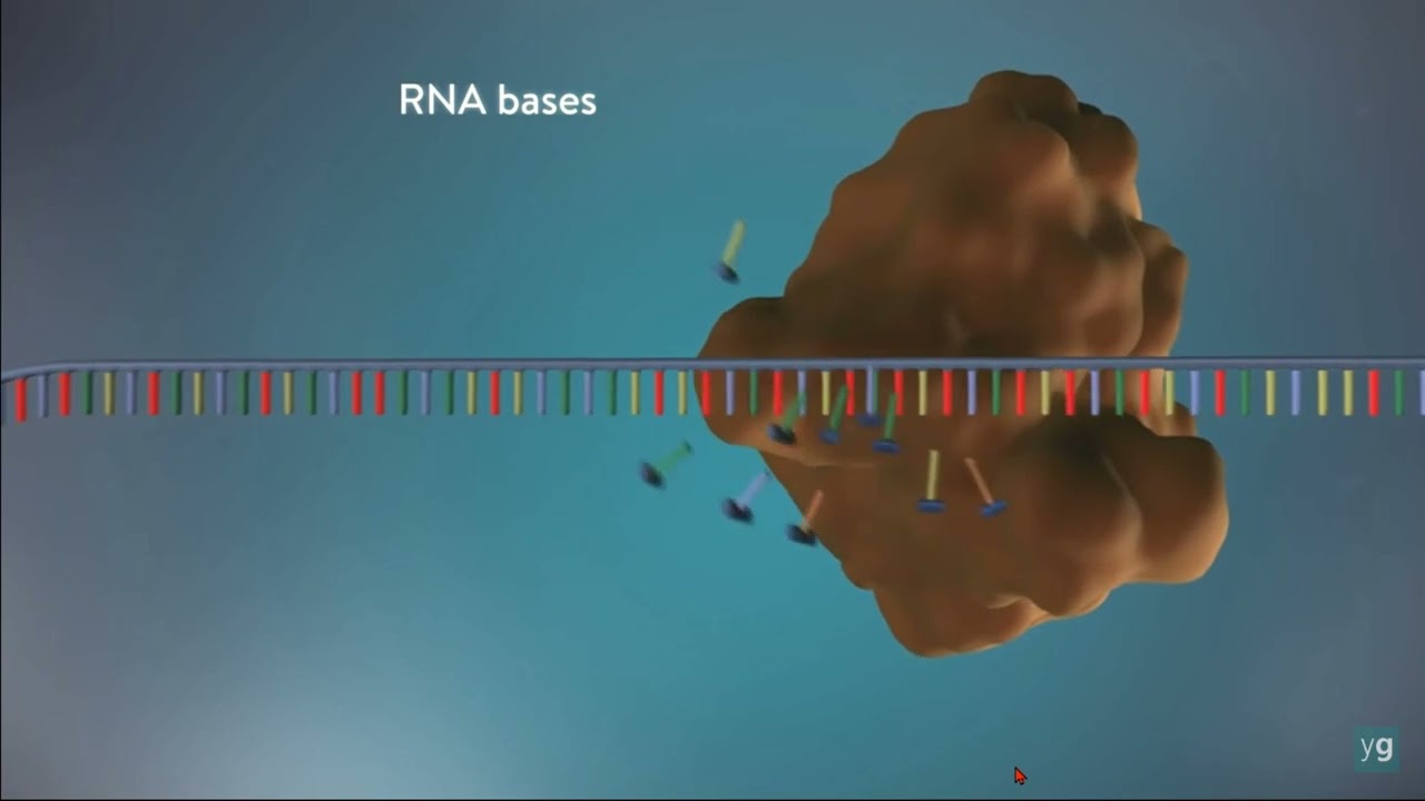 NHÂN ĐÔI DNA - TIẾNG VIỆT