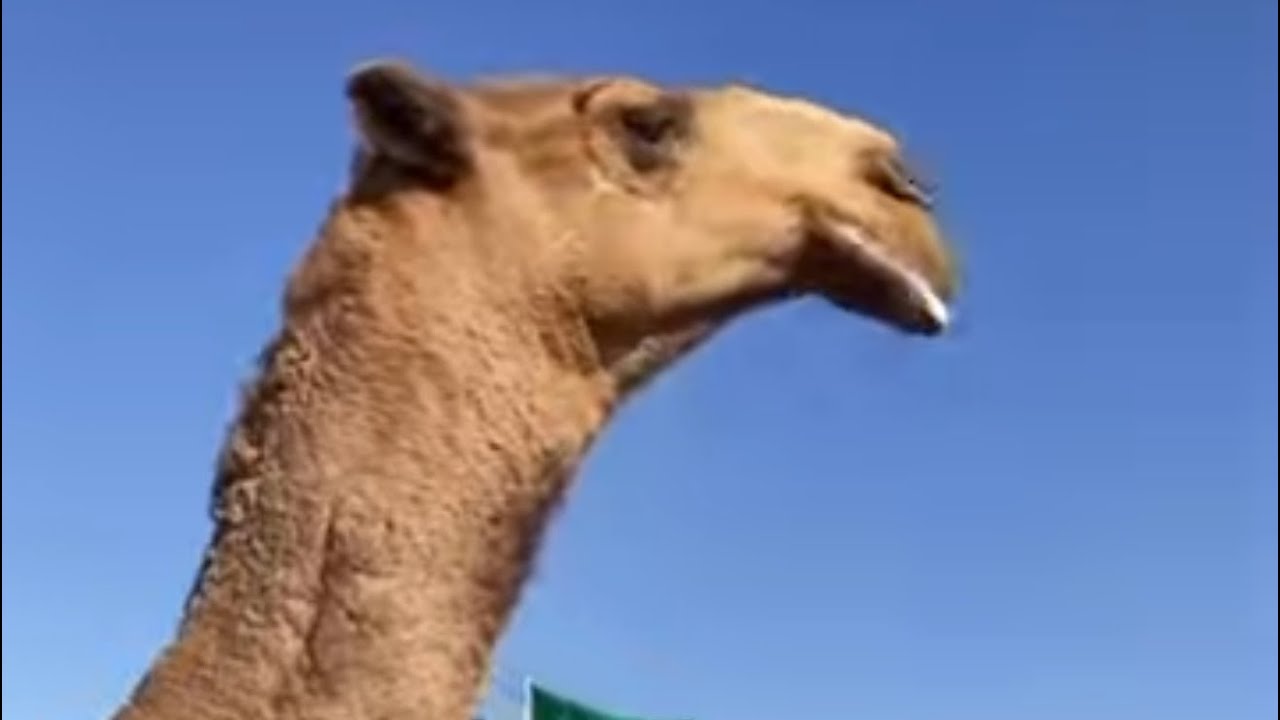 تغطية حفل مشاركة قبيلة بني مالك في الصياهد ١٤٤٥/٦/٢ محافظة رماح . مهرجان الملك عبدالعزيز للإبل