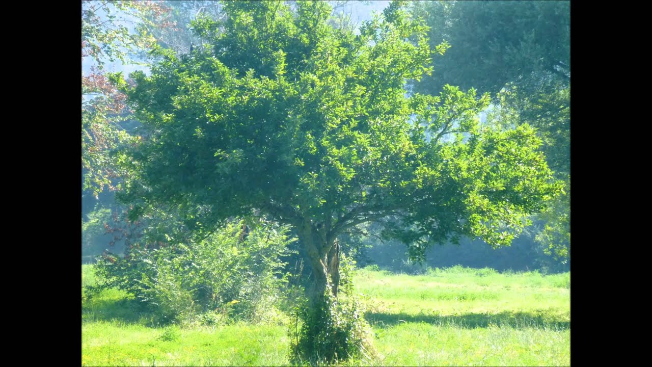 VOLTURARA IRPINA - 