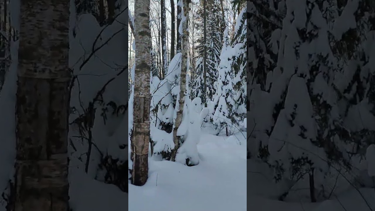 Winter forest 
