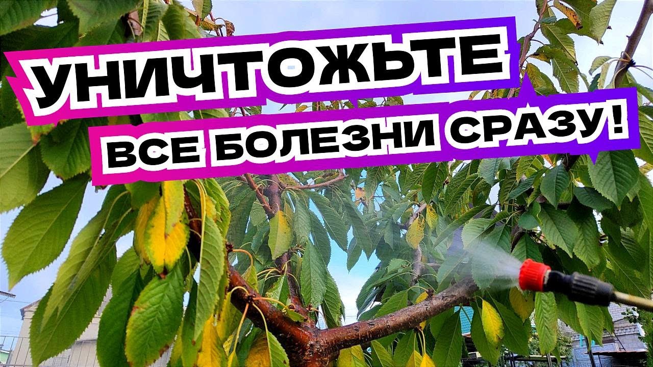 Обработайте так сад ПЕРЕД ЗИМОЙ! Два классических рецепта искореняющей обработки