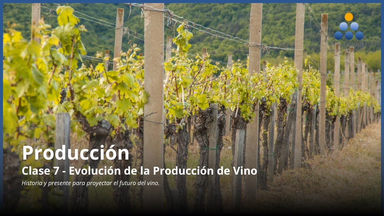 Evolución de la producción de vino