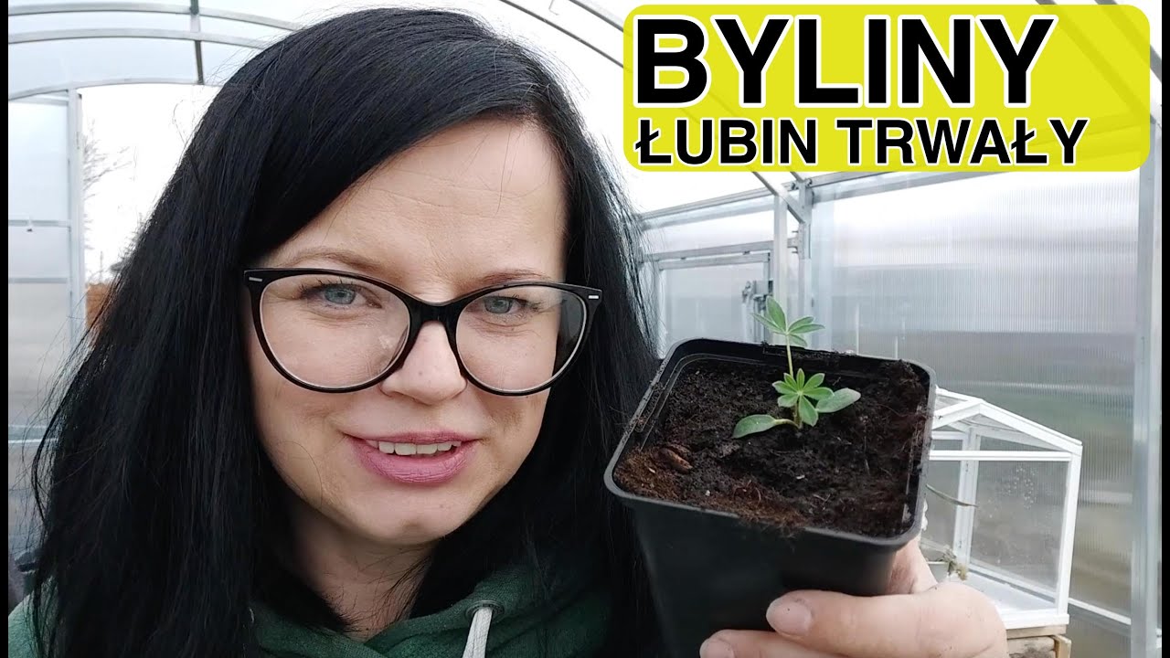 ŁUBIN TRWAŁY pikowanie rozsady. Byliny w ogrodzie. Kwiaty w ogrodzie. Byliny Kasia in