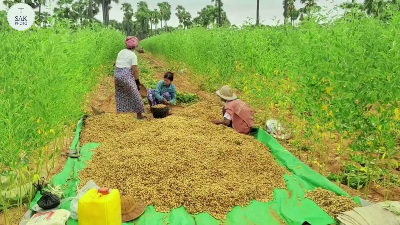 ကျွန်တော်မွေးဌာနေ တေးဆို ပိုးအိစံ