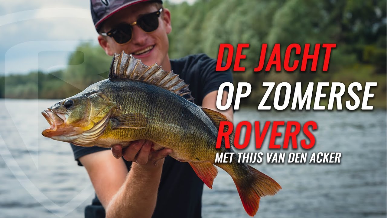 De jacht op zomerse rovers - Thijs Van Den Acker