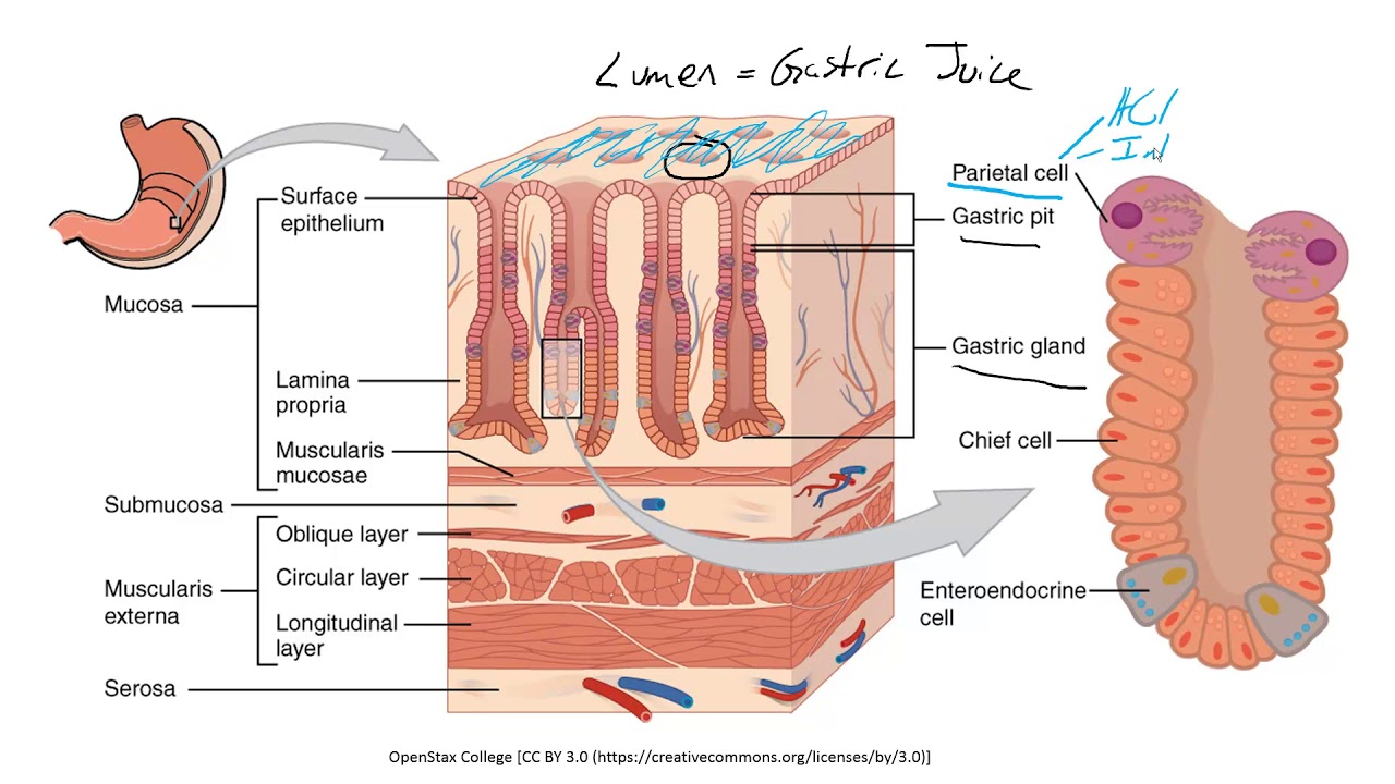 HSCI 4590 Histology- general histology of the stomach