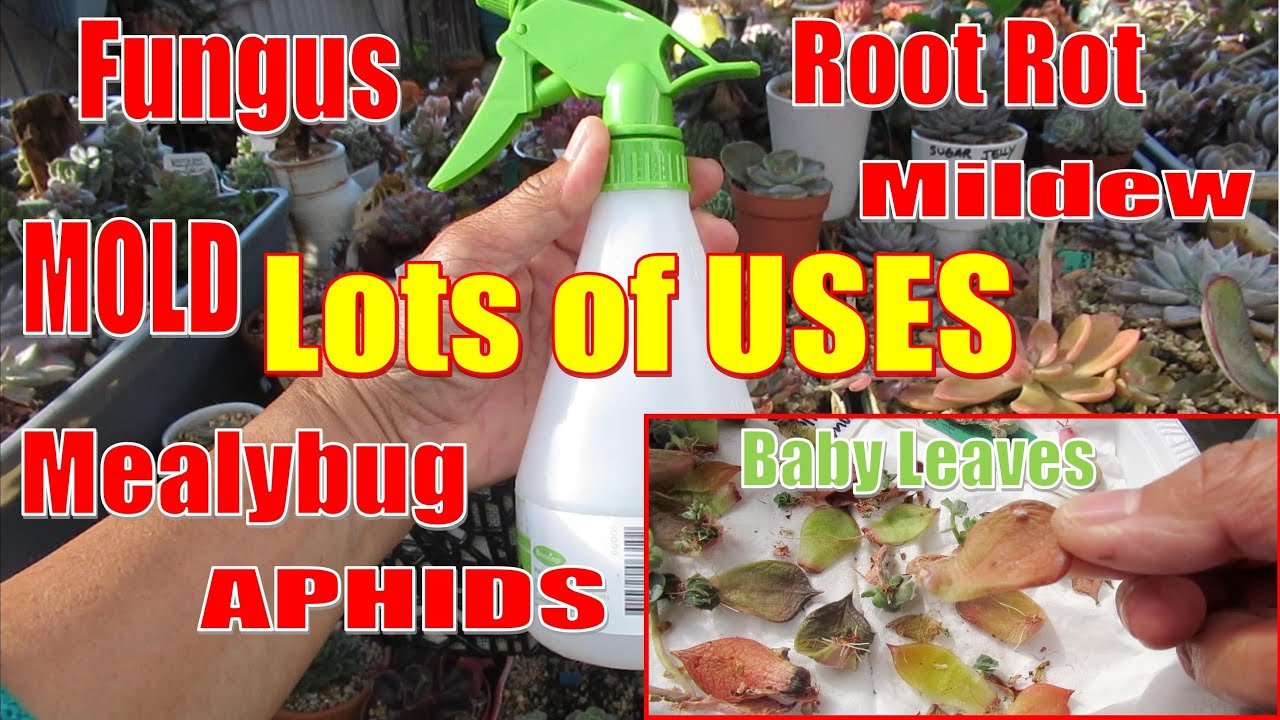 METHO SOLUTION | DIY FUNGICIDE & PESTICIDE For Mealybug, Fungus, Mold & Aphids | GSwLK