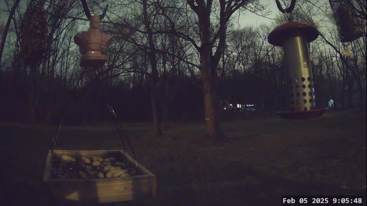 Winter Bird, Deer & Critter Cam