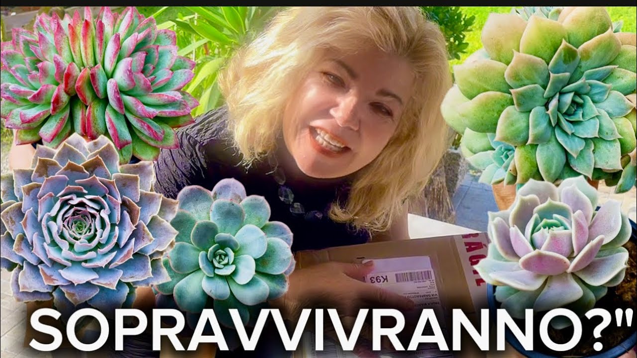 COSÌ arrivano le Piante Grasse dal PORTGALLO! (Unboxing, Rinvaso e Consigli)