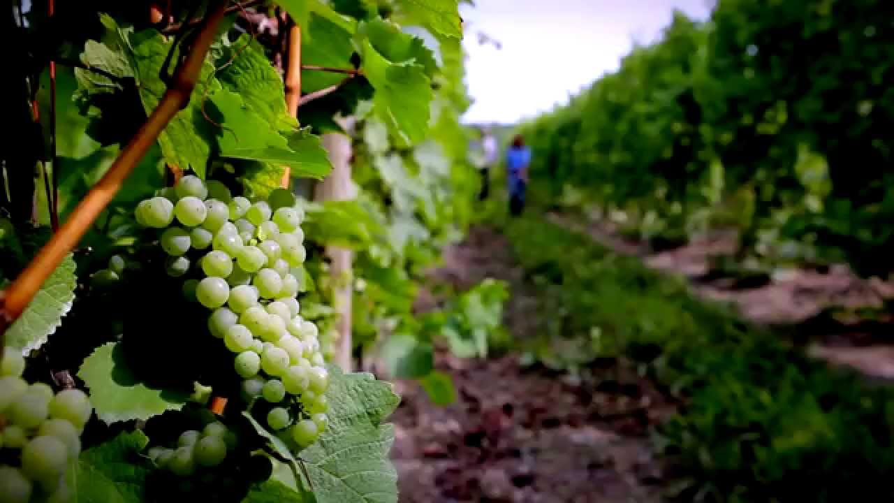 The Seneca Lake Wine Trail 101