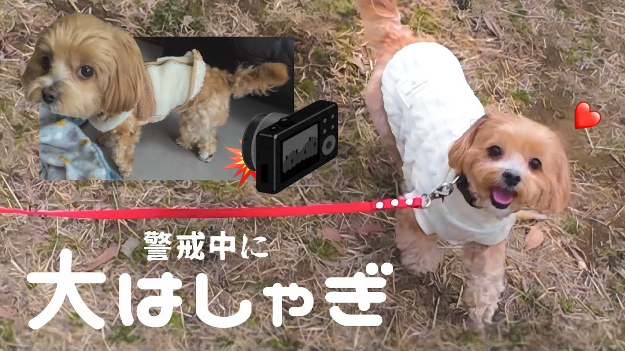 新カメラに警戒→公園で大はしゃぎなマルプー