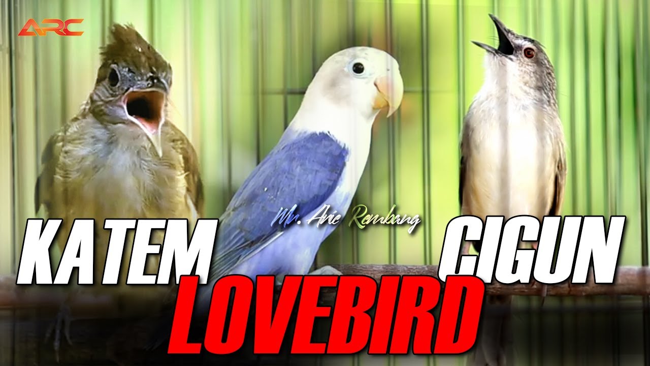 MASTERAN KAPAS TEMBAK GACOR - LOVEBIRD - CIBLEK GUNUNG