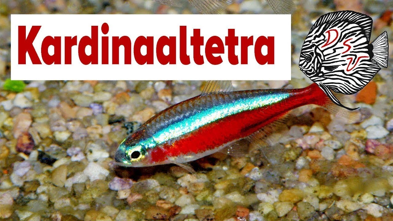Aquariumvissen: Kardinaaltetra  - Paracheirodon Axelrodi - Cardinal Tetra | Aquarium Sunshine Valley