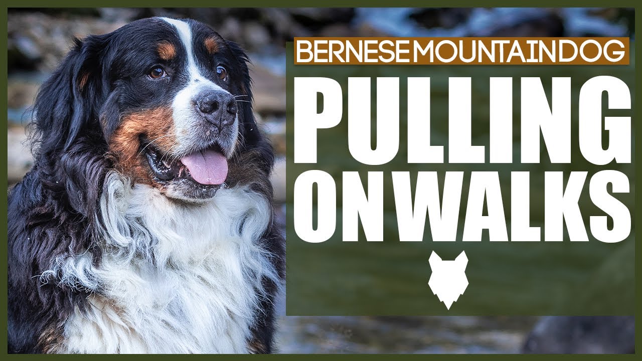 How To STOP Your BERNESE MOUNTAIN DOG PULLING ON WALKS