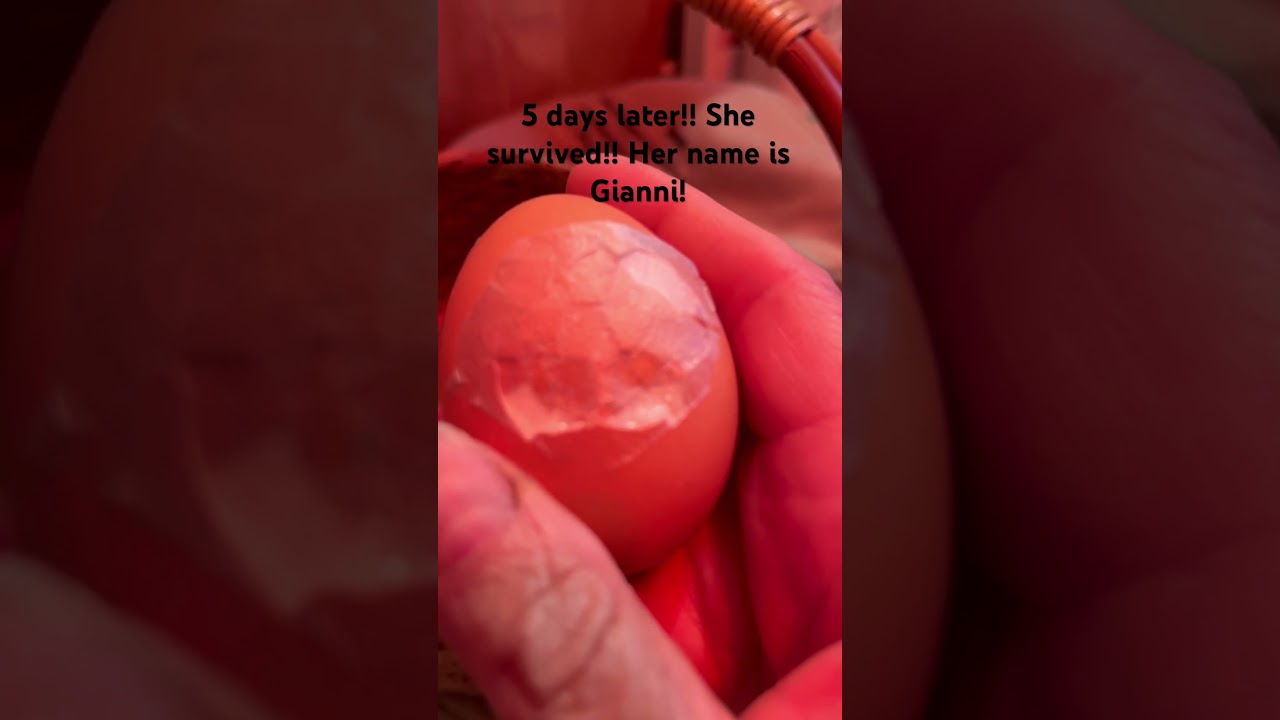 This baby chick made it!
