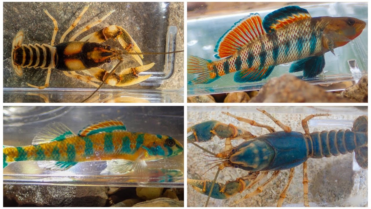 Zebra Crayfish, Rainbow Darters, and more!