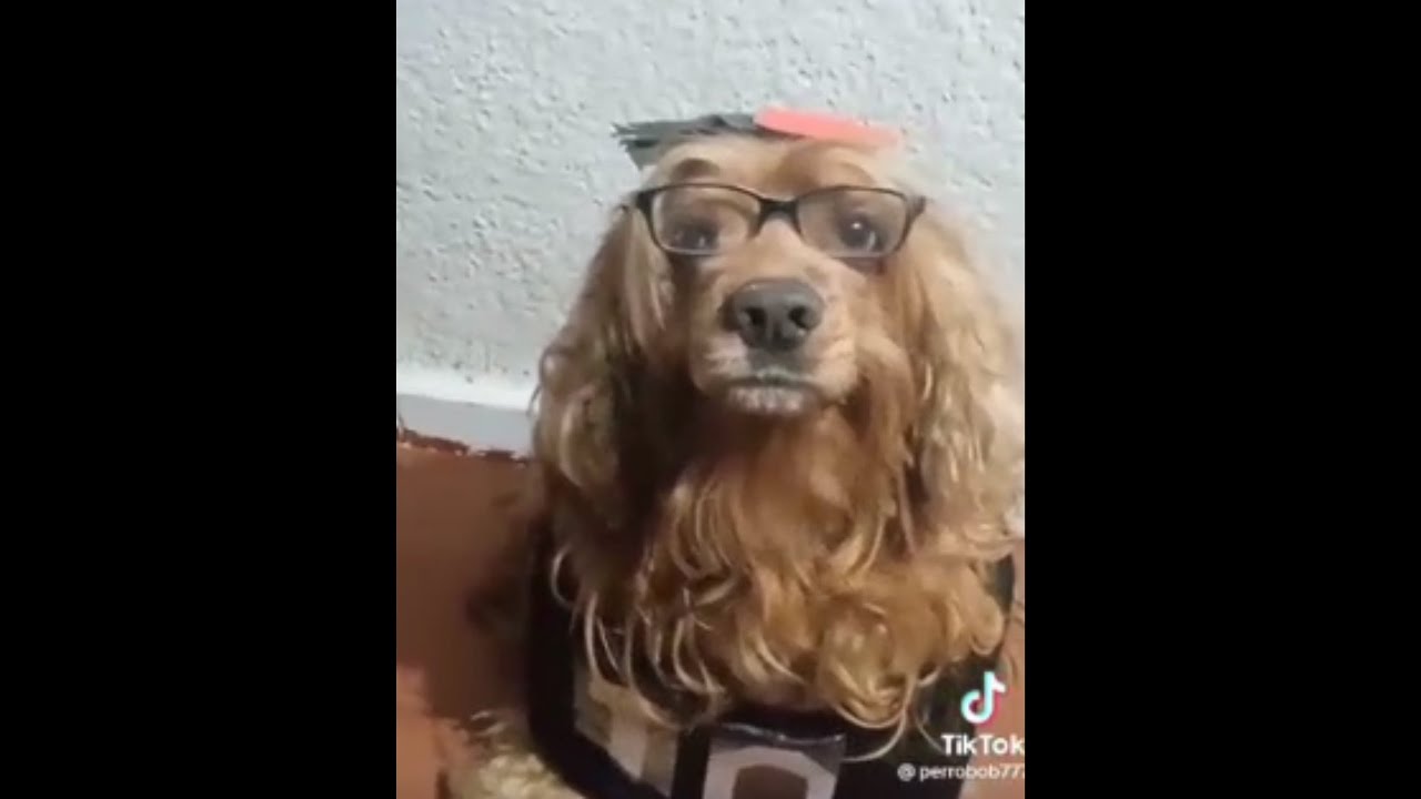 PERRO LATEANO 🐶🔴⚫