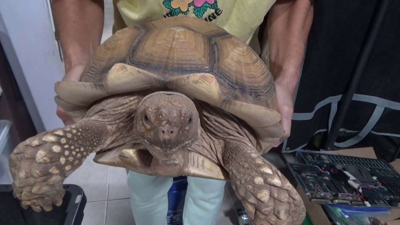 Weighing And Measuring My 9 Year Old Sulcata Tortoise