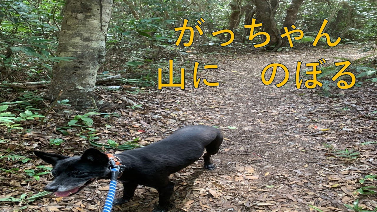 ハイキング　上り編