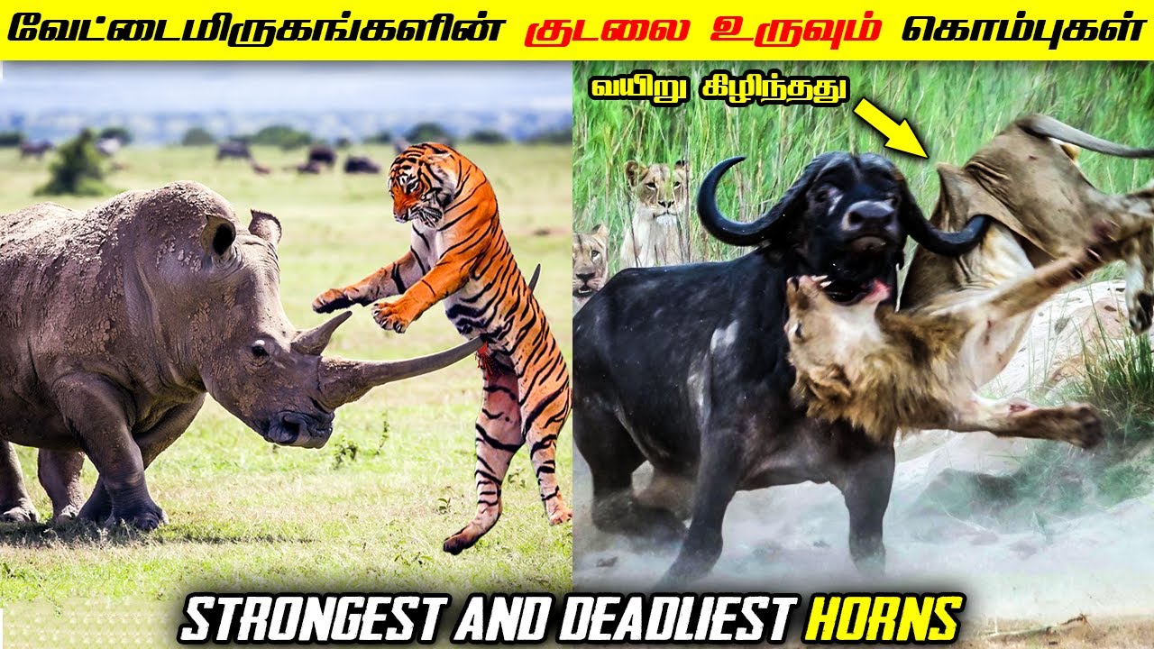 உலகின் பலமிக்க மிகவும் ஆபத்தான கொம்புகளை கொண்ட விலங்குகள் | 8 Animals With Biggest & Deadliest Horns