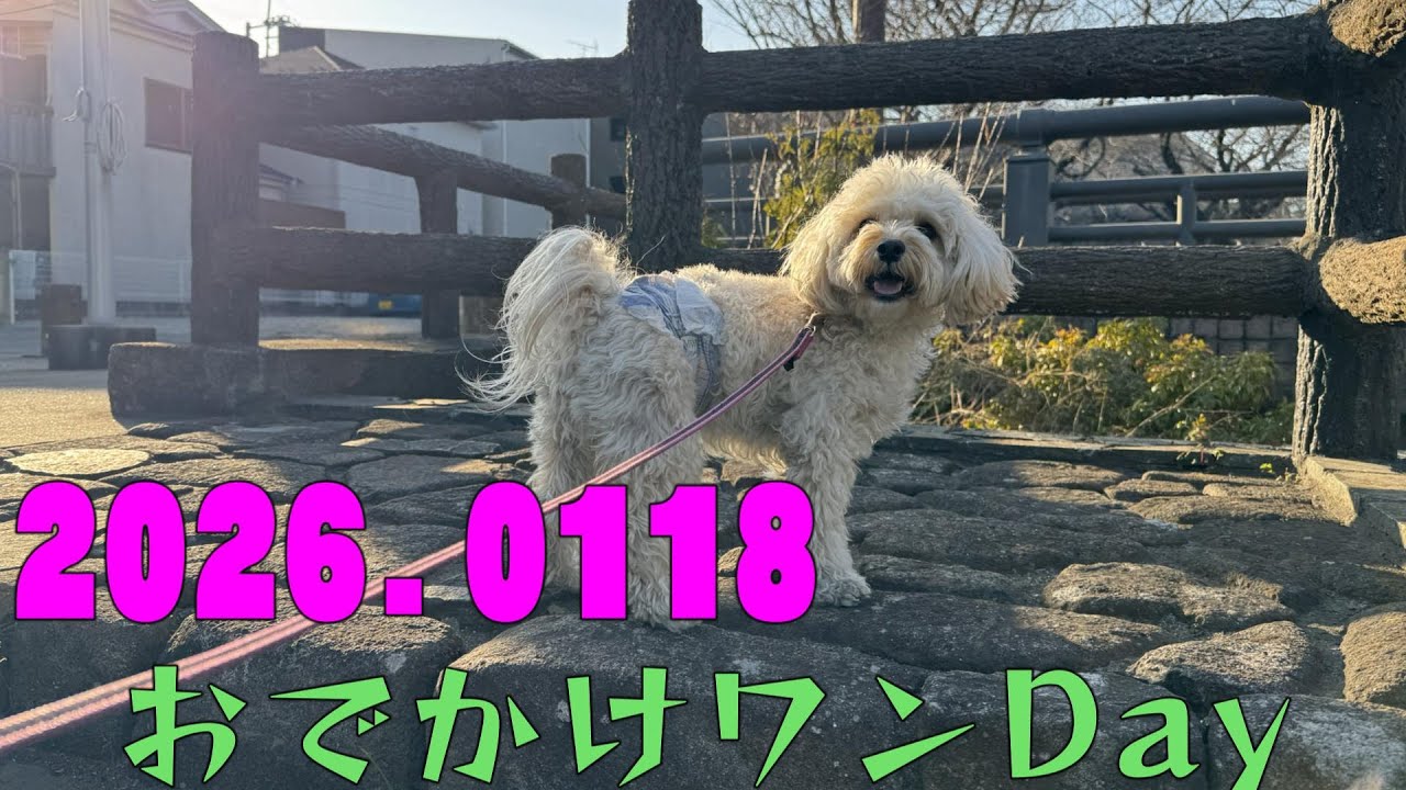 2026 .0118　マヨくんのおでかけワンDay